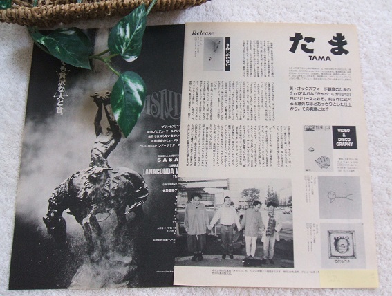 たま チラシ切り抜き イカ天 知久寿焼 石川浩司 滝本晃司 柳原幼一郎柳原陽一郎 たま チラシ切り抜き イカ天 知久寿焼 石川浩司 滝本晃司 柳原幼