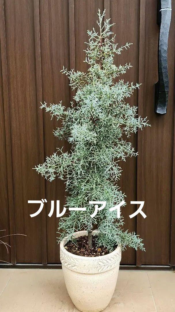 大きめ♡ブルーアイス　コニファー　テラコッタ鉢植え　苗 大きめ♡ブルーアイス コニファー テラコッタ鉢植え 苗