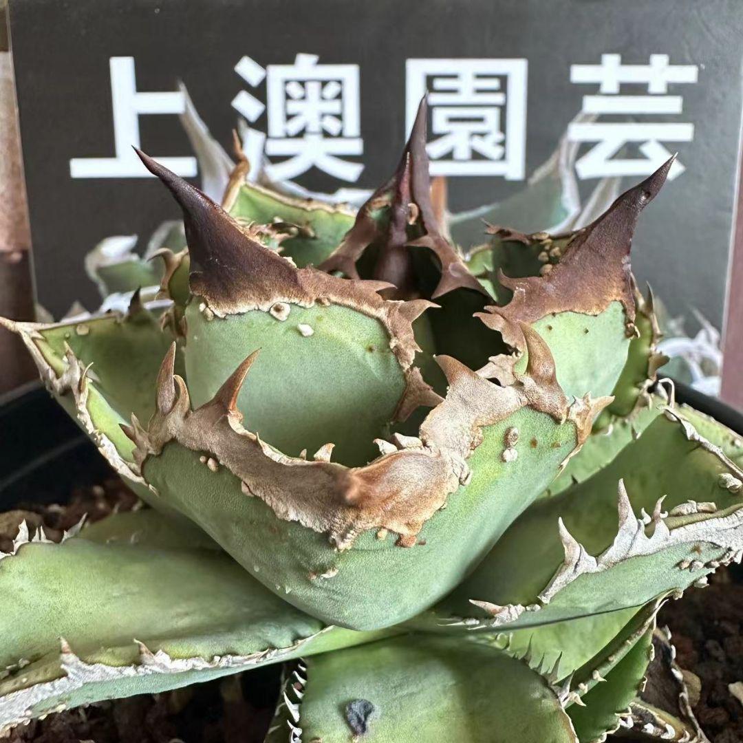ミ*モ様 オークション【匿名配送】ぶつぶつ　アガベ　鰐亀TC 上澳園芸 速達【3000取引感謝企画】ぶつぶつ アガベ チタノタ 鰐亀 TC 上