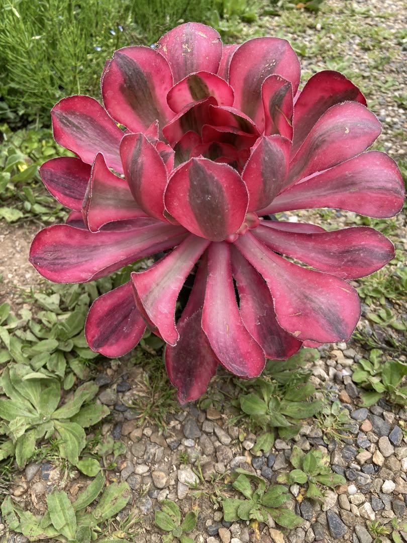 多肉植物　アエオニウム　アリス錦　特大 多肉植物 アエオニウム アリス錦 特大 （小人の祭り錦 （盆栽