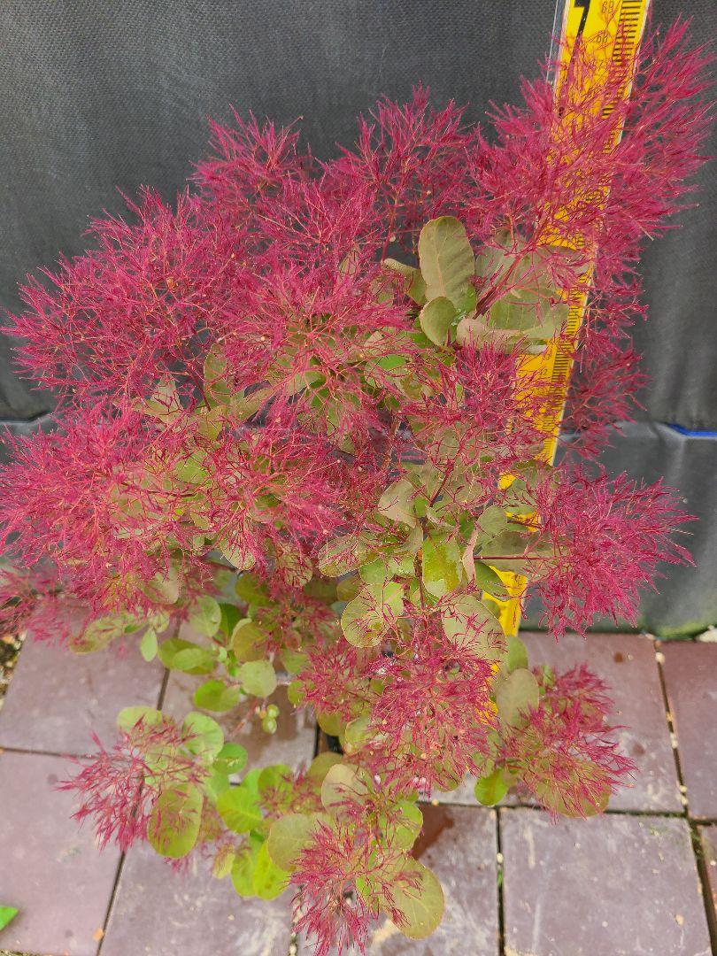 F3スモークツリー緑花接木高さ70cm4.5号ポット大苗グリーンファー F2スモークツリー緑花接木高さ70cm4.5号ポット大苗グリーン