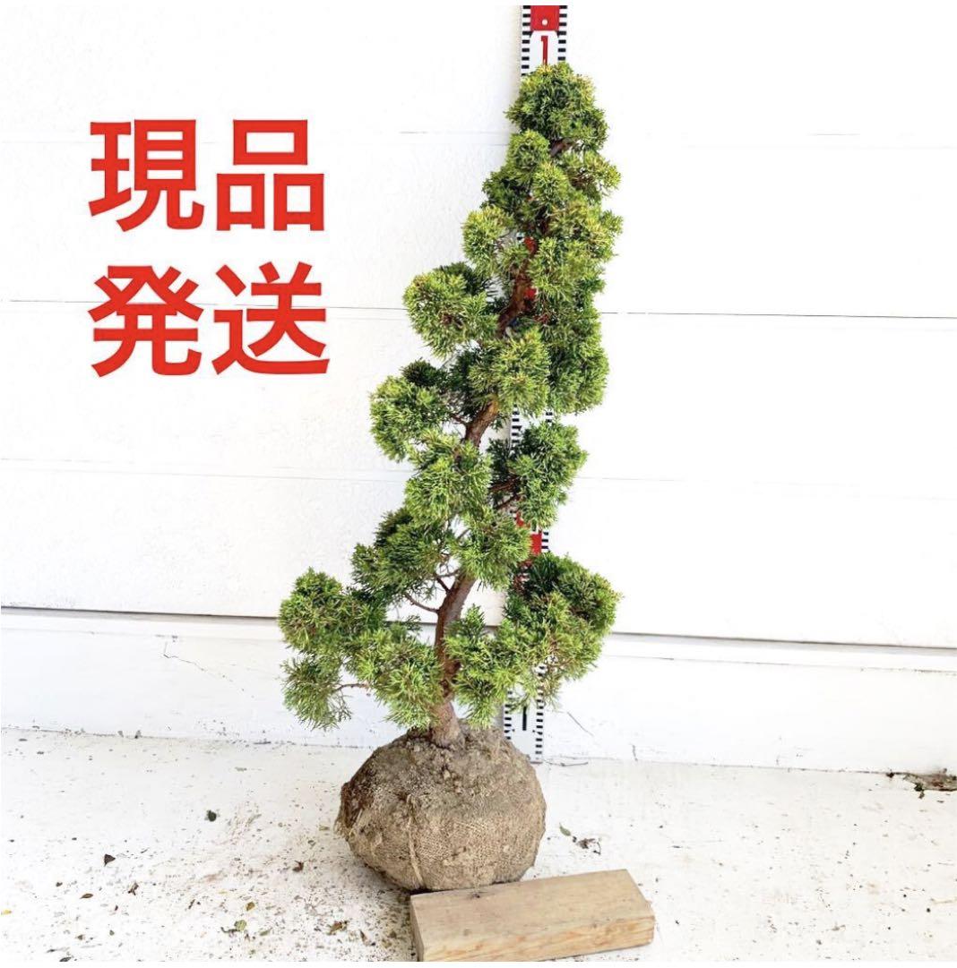 黄金真柏 約80cm【オウゴンシンパク/盆栽/生垣/日本庭園】219130