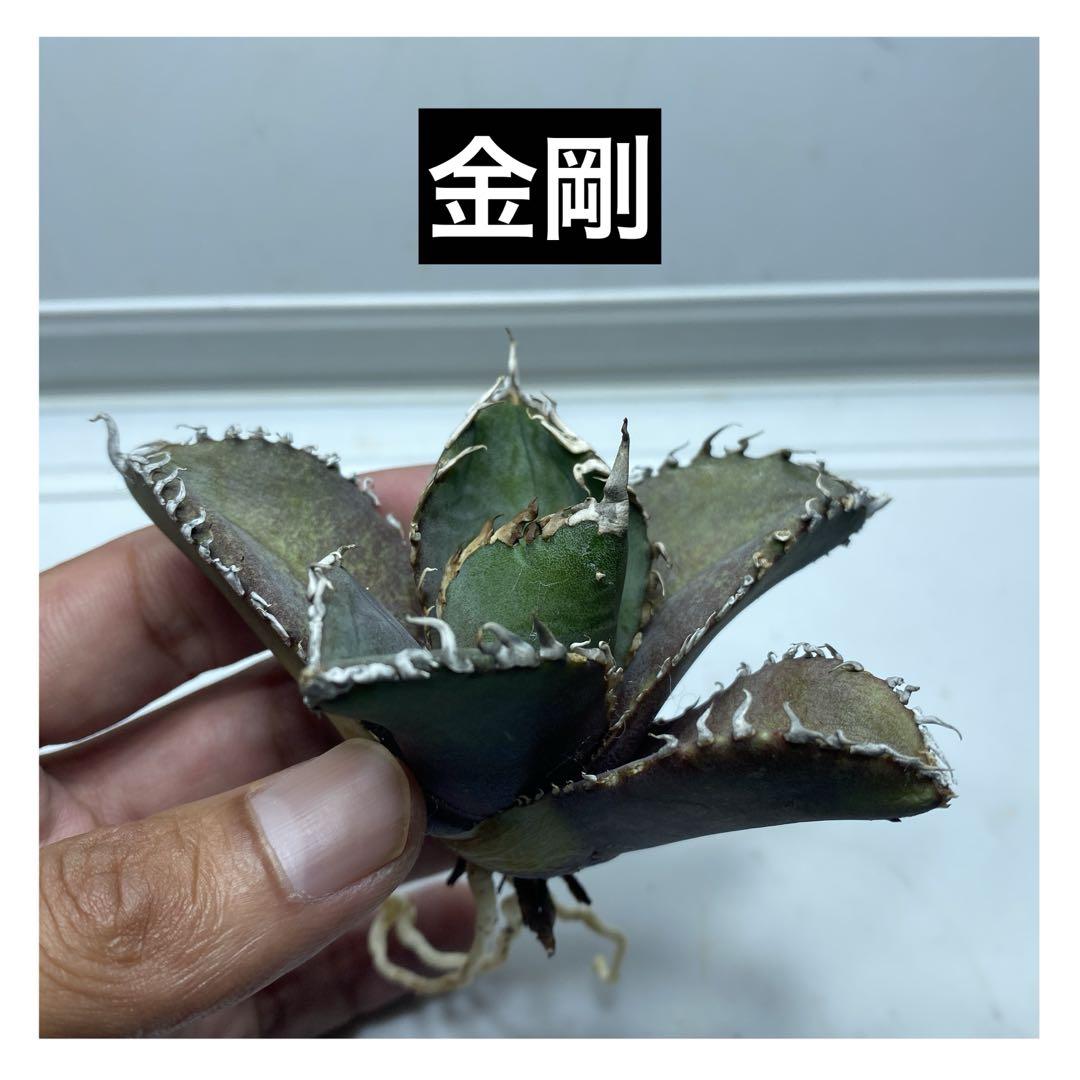 A-80 アガベ チタノタ 金剛 （アガベ チタノタ 金剛 活着済み