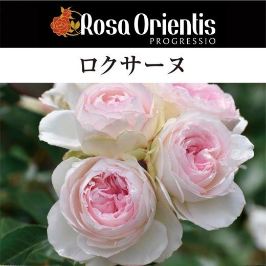 送料無料 ロクサーヌ 6号鉢 春開花株 鉢植え バラ 薔薇 ロサ