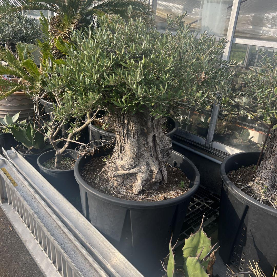 オリーブ 古木 （オリーブ 古木 盆栽 観葉植物 ｜花、園芸）