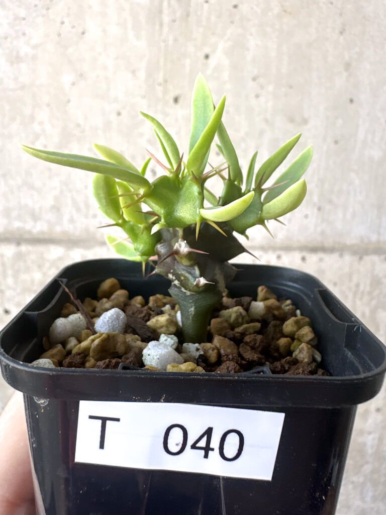塊根植物】ユーフォルビア ムランジーナ 実生 03