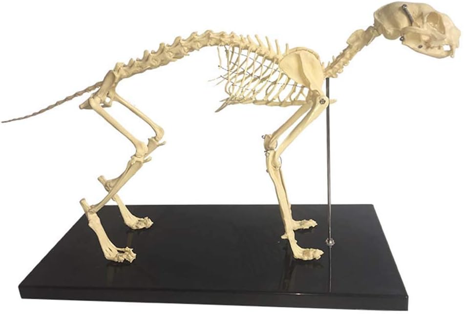 猫の骨格解剖学 - 猫の骨の骨格標本の解剖モデル 不鮮明 - 動物