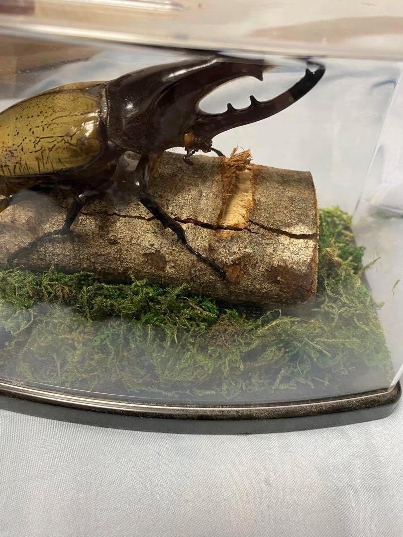 【昆虫標本】ヘラクレスオオカブト　ガラスケース入り 昆虫標本】ヘラクレスオオカブト ガラスケース入り - メルカリ