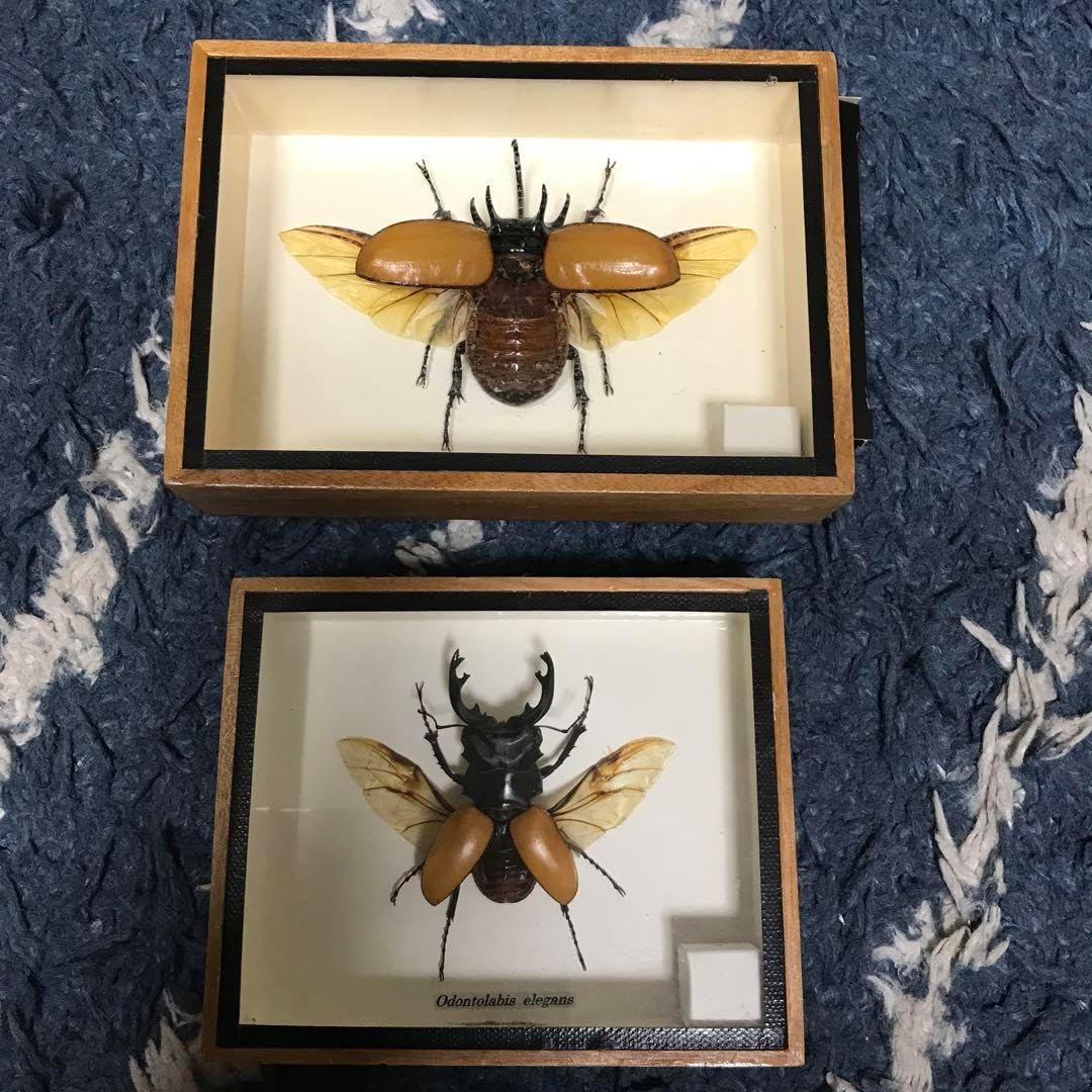 カブトムシ　クワガタ　飛翔標本　タイで購入 カブトムシ 遊ぼ クワガタ 飛翔標本 タイで購入 <0406z昆虫標本>
