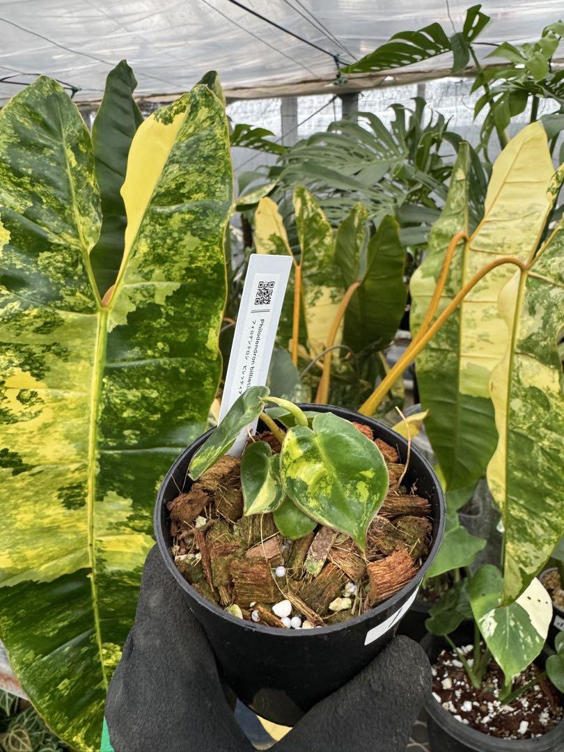フィロデンドロンビレッティア斑入りPhilodendron Billietiae
