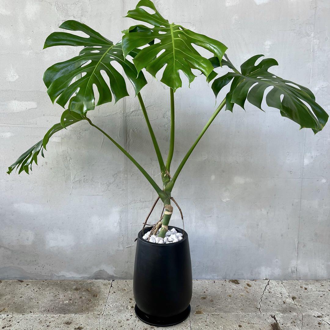 大型　根上がり　モンステラ　天然苔　盆栽仕立て　8号　陶器鉢　植え込み発送 根上がり モンステラ 天然苔盆栽仕立て 陶器鉢 植え込み発送