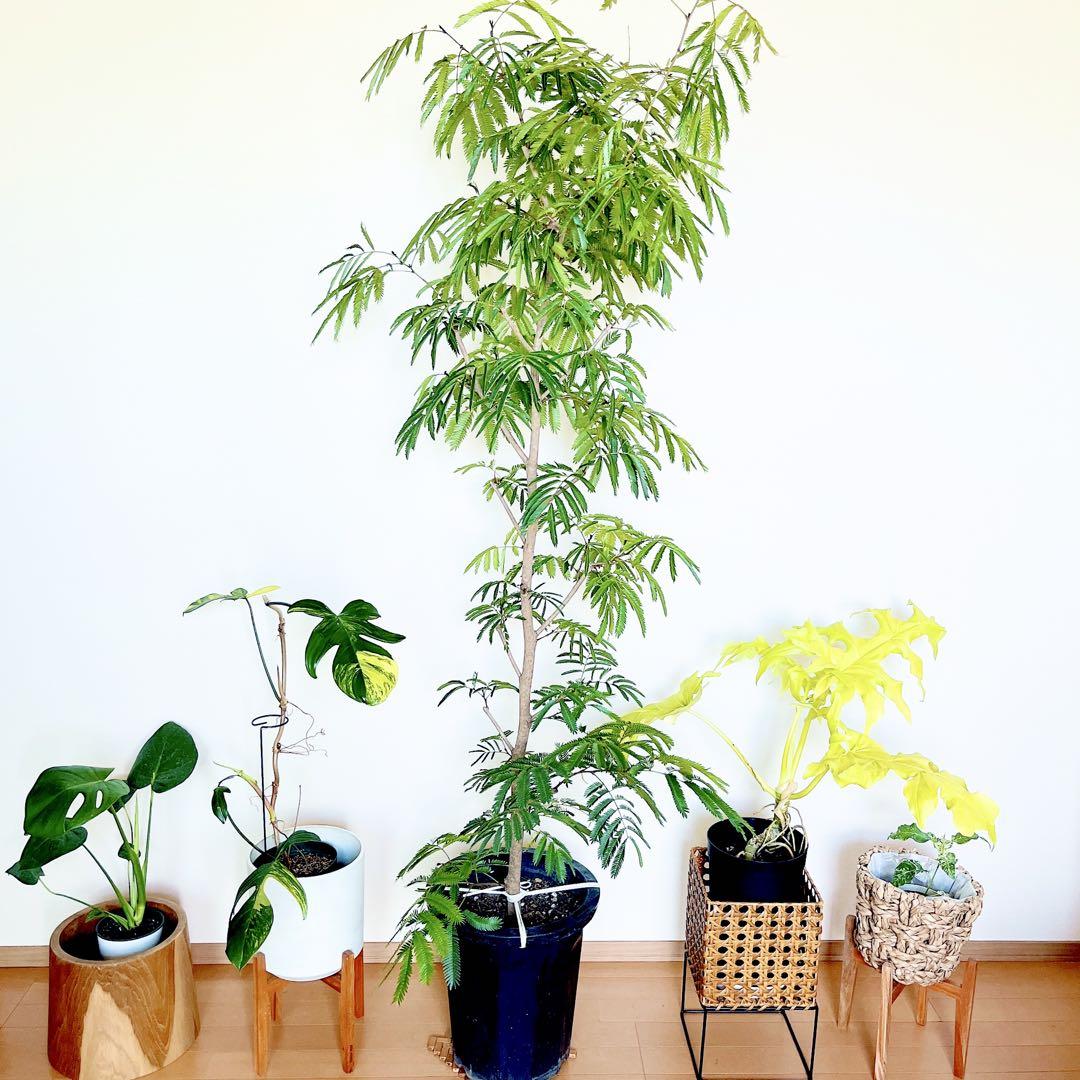 人気》エバーフレッシュ ネムノキ 幹太 観葉植物 大型 室内