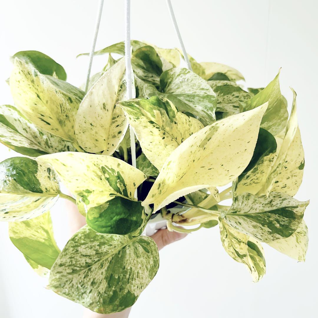 新品種】ポトス テルノグレース ハンギング 観葉植物 calm cafe