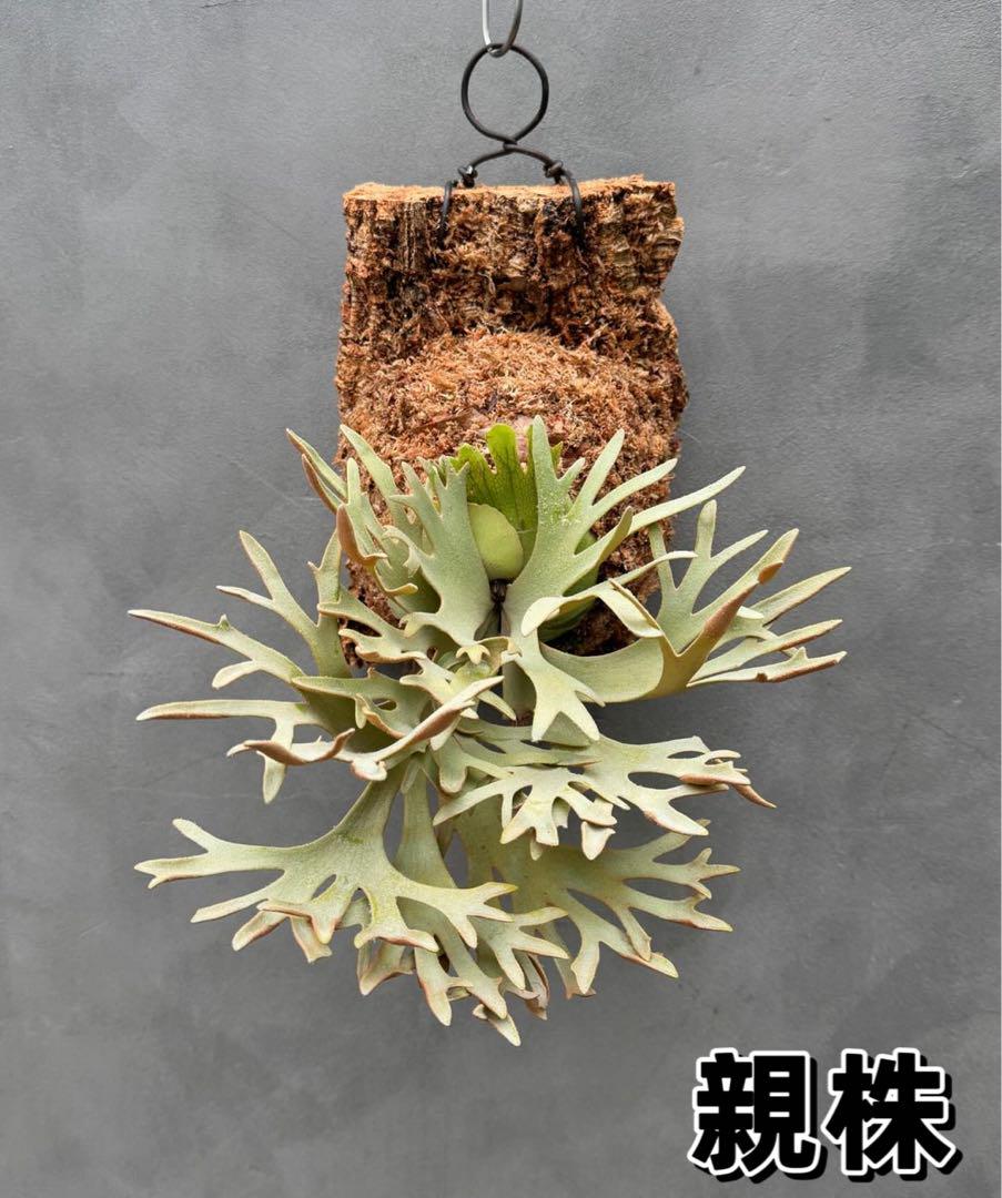 虎*介様 P. willinckii '金童'Golden boy sporel P.Willinckii Golden Boy Sporeling | Facebook