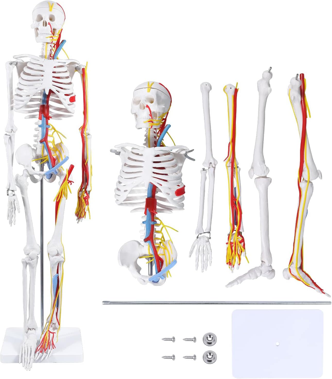 最終値下げ【解剖・デッサン】Anatomische Zeichenschule スケルトン解剖学モデル85cm、人間の骨格モデル医療用塗装済み