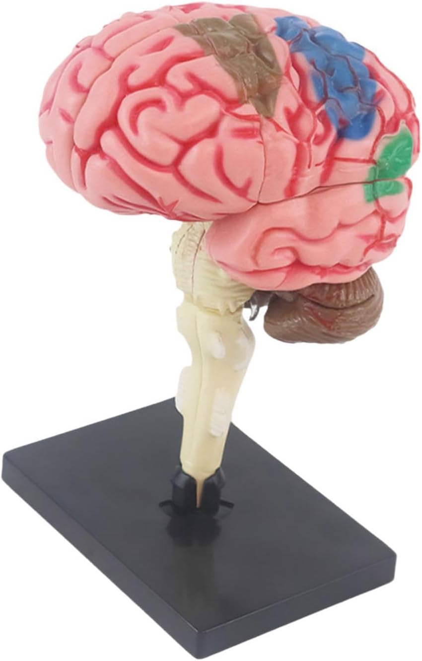 人間の脳モデルの解剖学おもちゃ 4D 分解された教室の学生教育用
