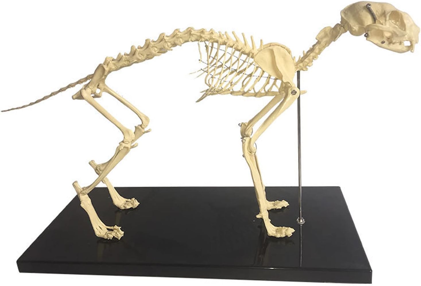 4D猫解剖模型　立体動物骨格標本 　解剖学モデル猫　猫骨格器官モデル取り外し可能 4D猫解剖模型 立体動物骨格標本 解剖学モデル猫 猫骨格器官モデル