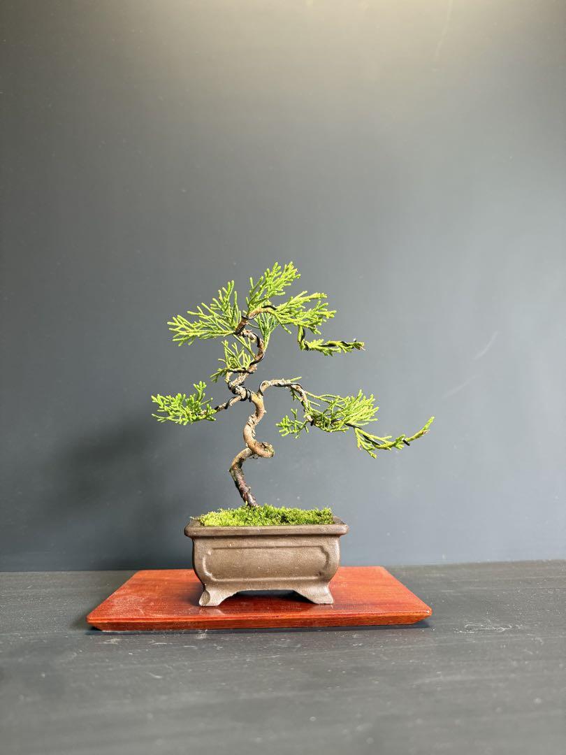盆栽 真柏 ミニ盆栽 （小品盆栽専門店ひごや / 特別推奨品【真柏