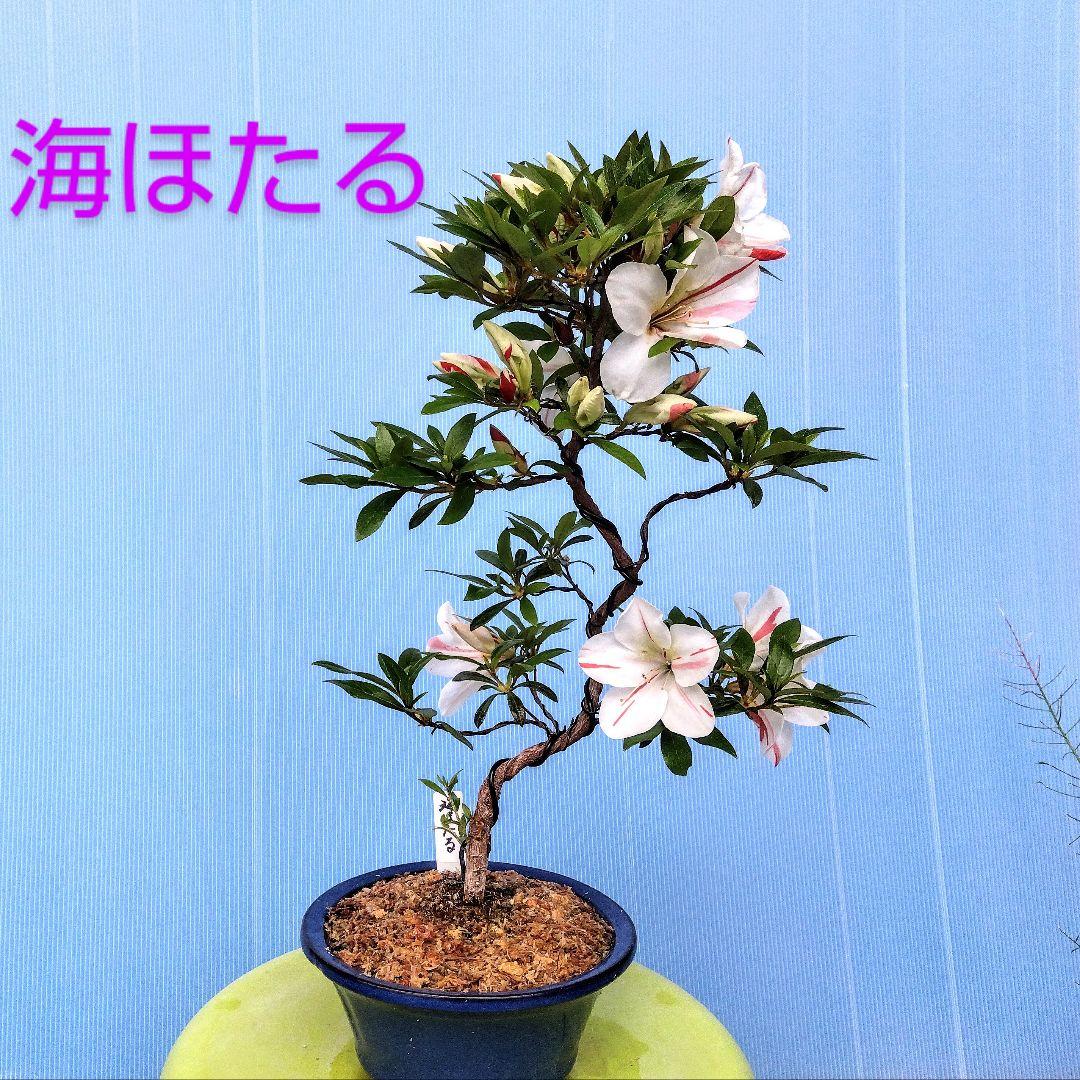 幸治はいらない！ 皐月盆栽 さつき盆栽 サツキ盆栽 花変わり！さつき盆栽 皐月盆栽 サツキ盆栽 （さつき盆栽 桃の里