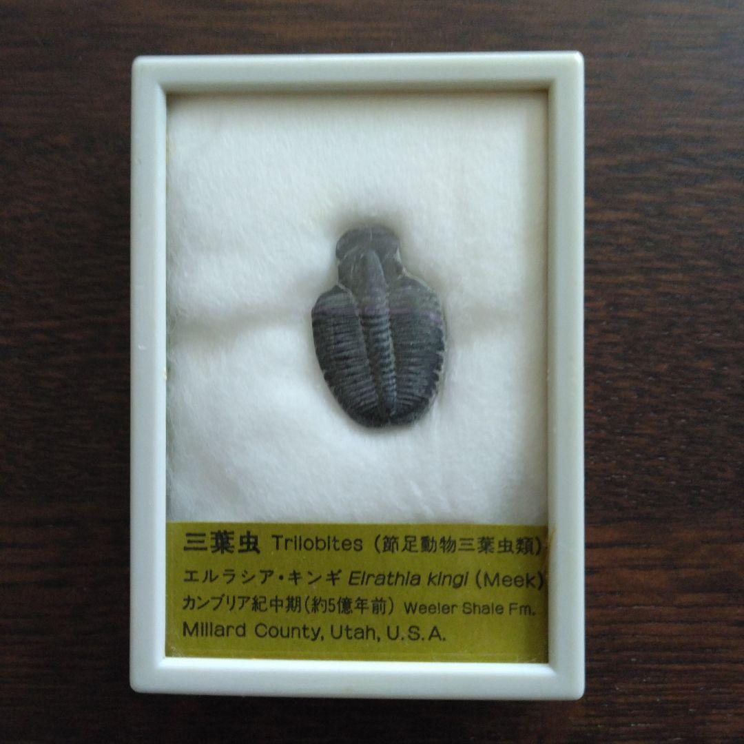 三葉虫　化石　Malungia 三葉虫（Crotalocephalina）｜化石販売・鉱物販売の東京サイエンス
