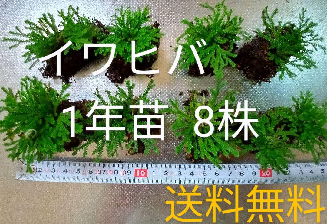 イワヒバ1年苗 50株(抜き苗) [岩ヒバ 岩檜葉 岩松 盆栽] イワヒバ1年苗 50株(抜き苗) [岩ヒバ 岩檜葉 岩松 盆栽] - メルカリ