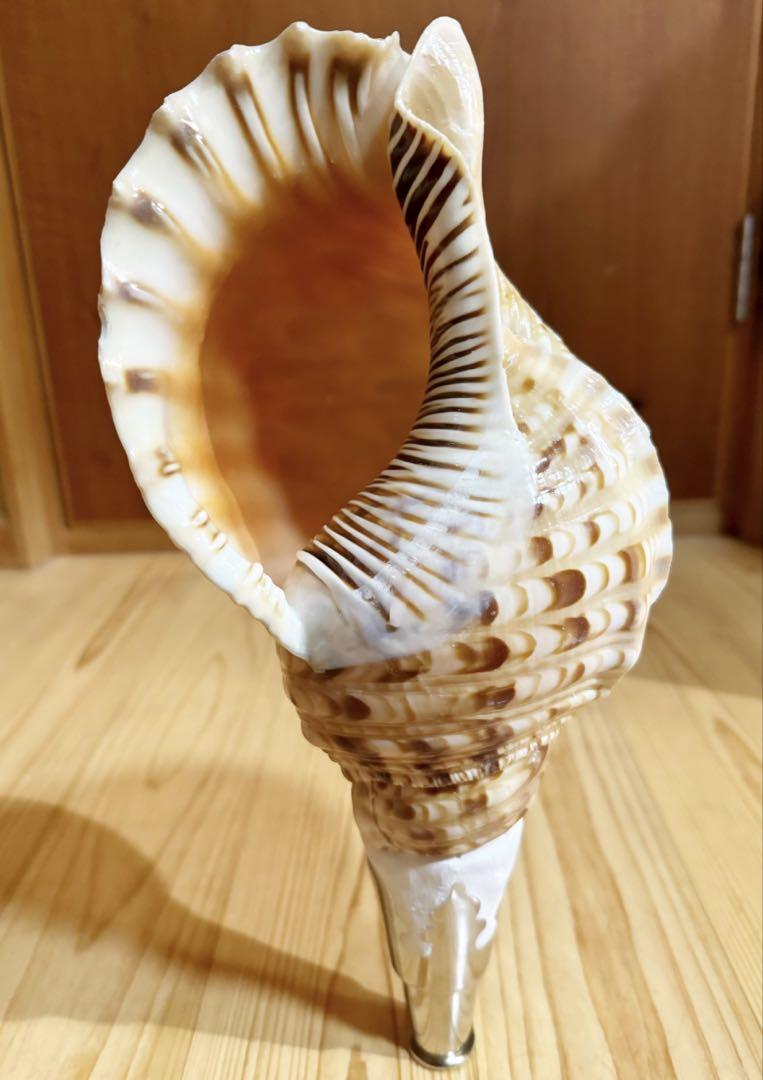 修験道法螺貝 山伏 密教 魔除け 熊よけ ホラガイ ほら貝