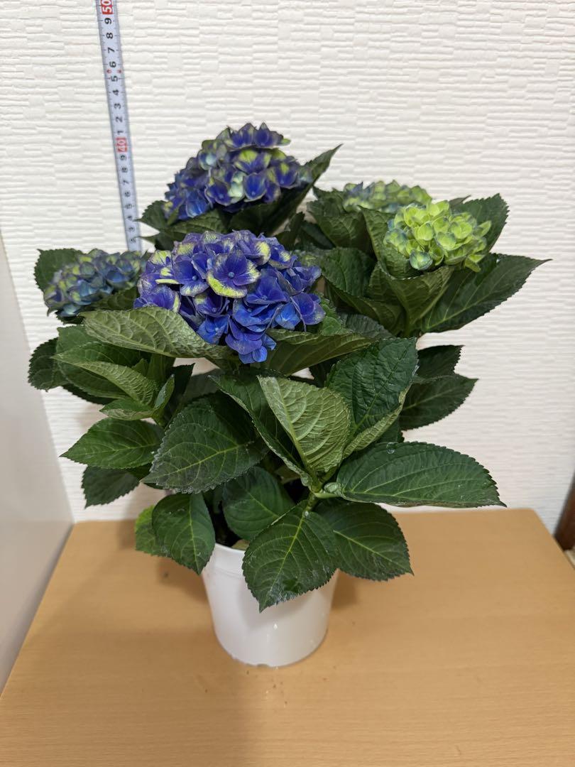 k*u様 アジサイ　8寸 レッドアメジスト　ブルー　紫陽花 k*u様 アジサイ 8寸 レッドアメジスト ブルー 紫陽花 - メルカリ