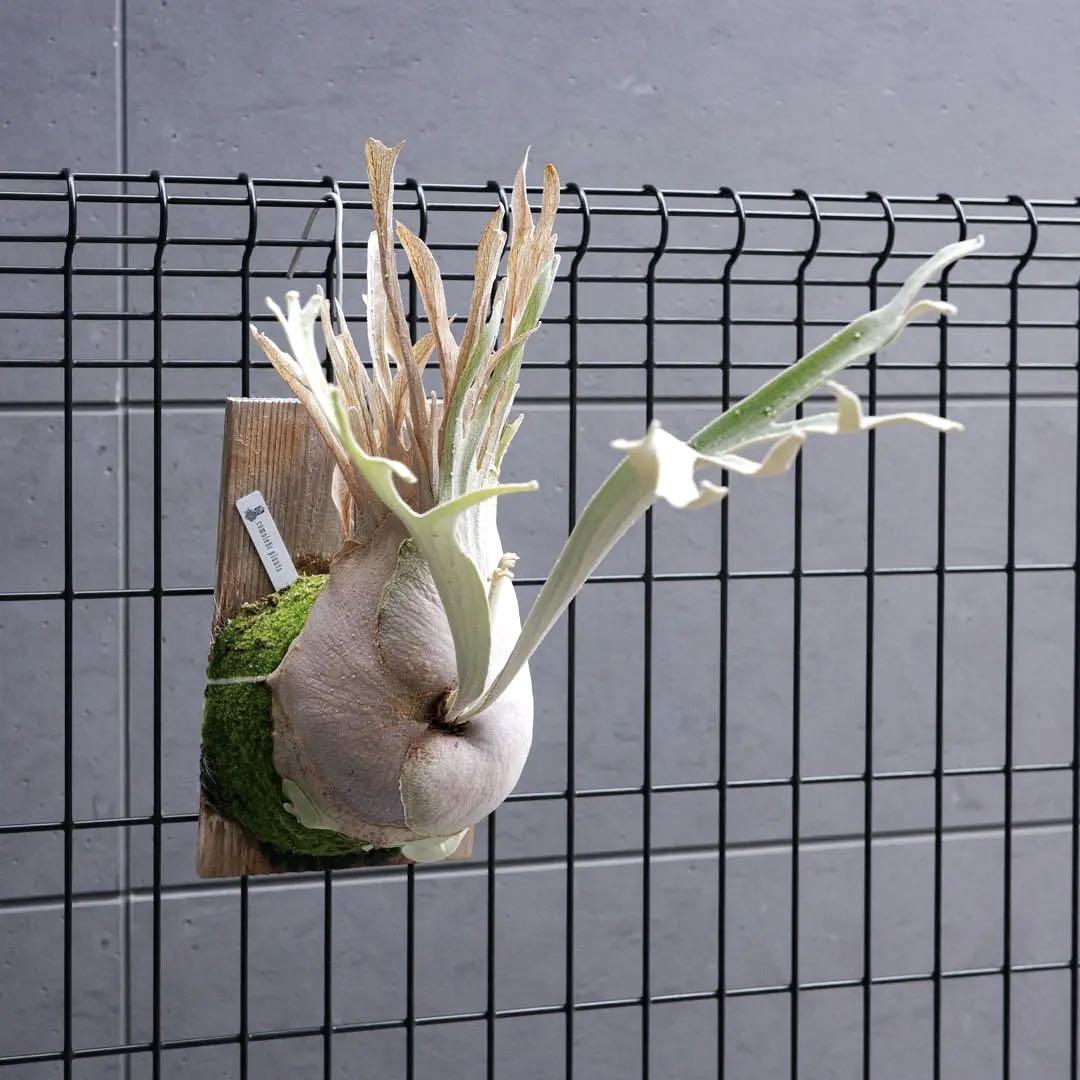 な様用ベイチー ビカクシダ ベイチー】 全体のサイズ H約70cm W約100cm ベイチー