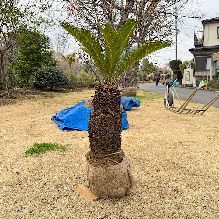 ★【庭が映える!!】美麗大型ソテツ約60cm　蘇鉄★【迅速にお届け!!】 ソテツ 蘇鉄 7号 シンボルツリー 鉢植え 庭木 植木 常緑樹
