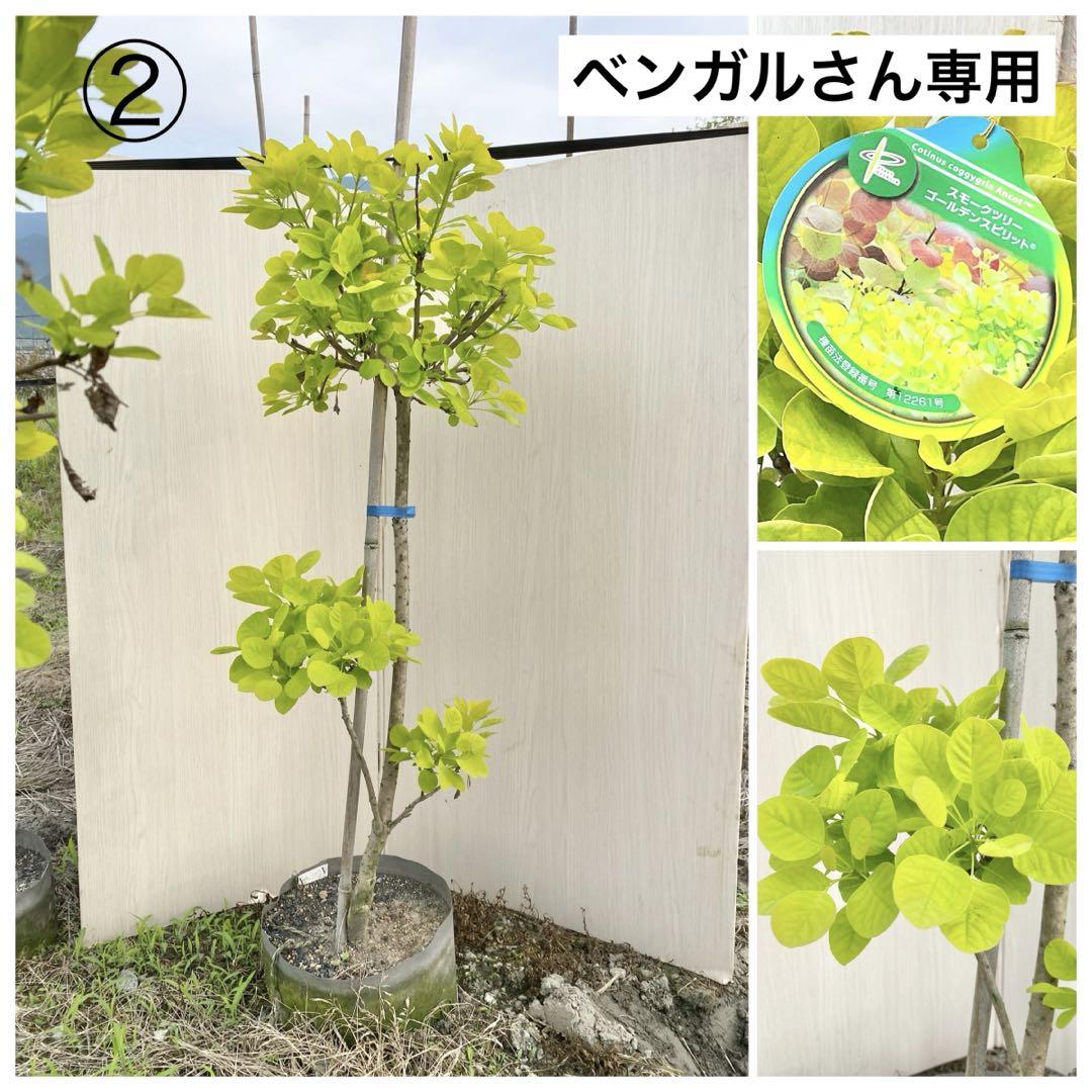 スモークツリー　ゴールデンスピリット　畑2 スモークツリー・ゴールデンスピリット 耐寒性落葉低木 | 果樹