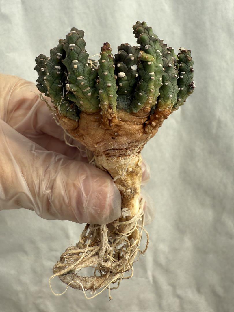 ユーフォルビア　ブレビラマ【実生苗】【開花中】 ✧ Euphorbia brevirama だいぶ成長しました 花が咲きました