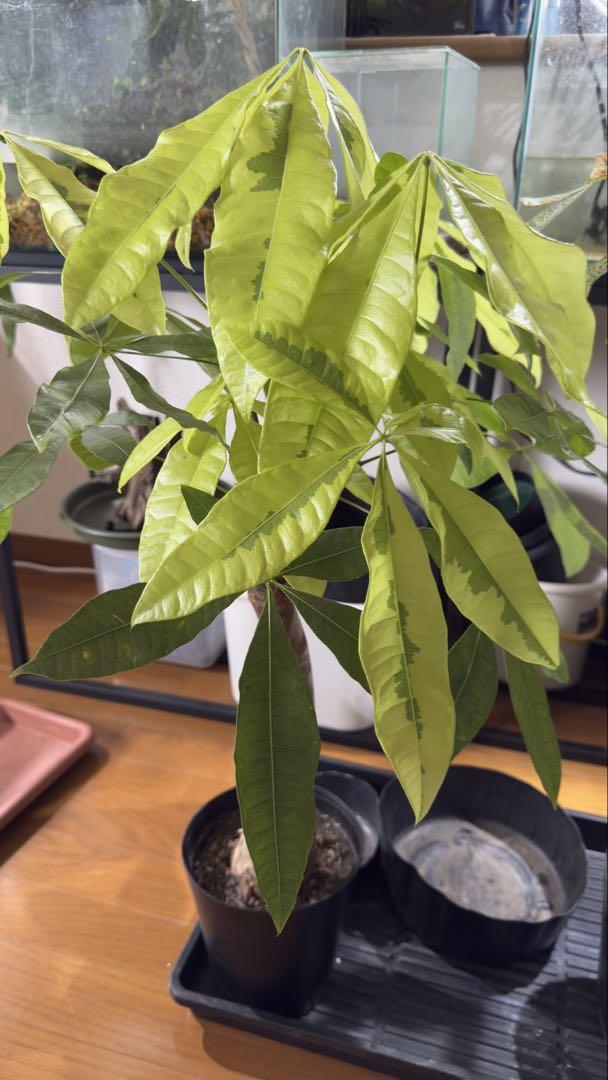 パキラ ムーンライト （【観葉植物仲間入りしました
