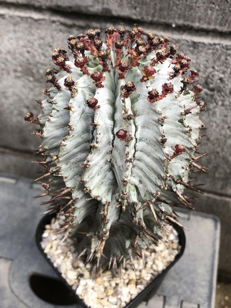ホリダ 雌花 カキコ ユーフォルビア ポリゴナ ホリダ 雌花 カキコ ユーフォルビア ポリゴナ - メルカリ