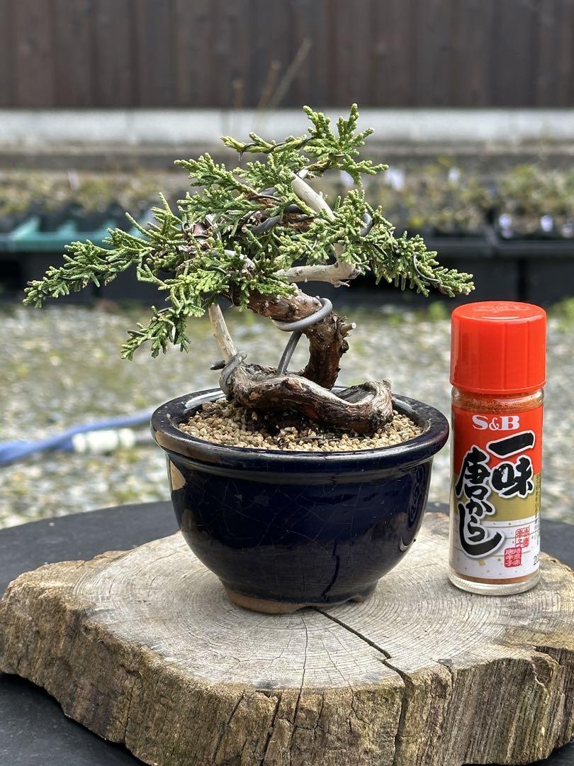 美品【正志作】カエル付きナマズ 蟹雲脚ミニ盆栽鉢 美品【正志作】カエル付きナマズ 蟹雲脚ミニ盆栽鉢 - メルカリ