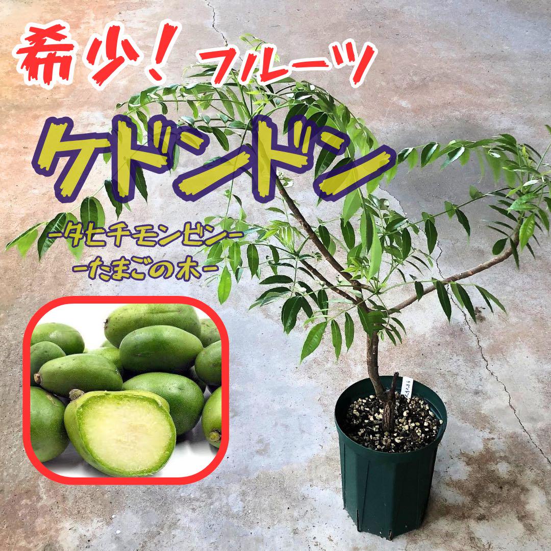 小さめ　傷あり　沖縄県産　タヒチモンビン　ケドンドン　タマゴノキ　約10kg 希少！【ケドンドン】タヒチモンビン タマゴノキ 苗木