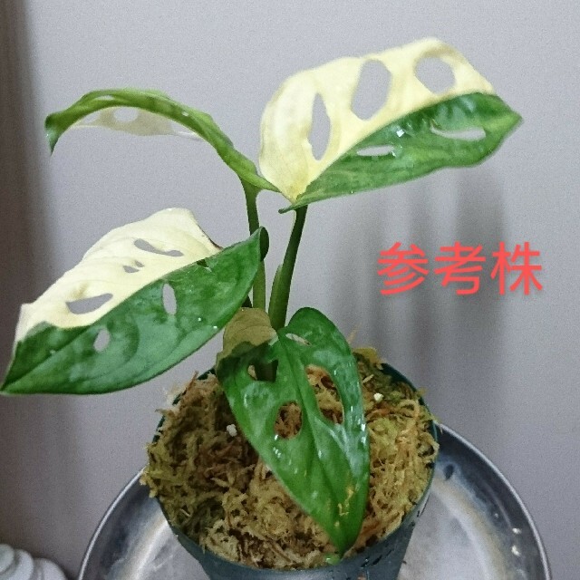 斑入りマドカズラVariegated Adansonii増殖株 （マドカズラ