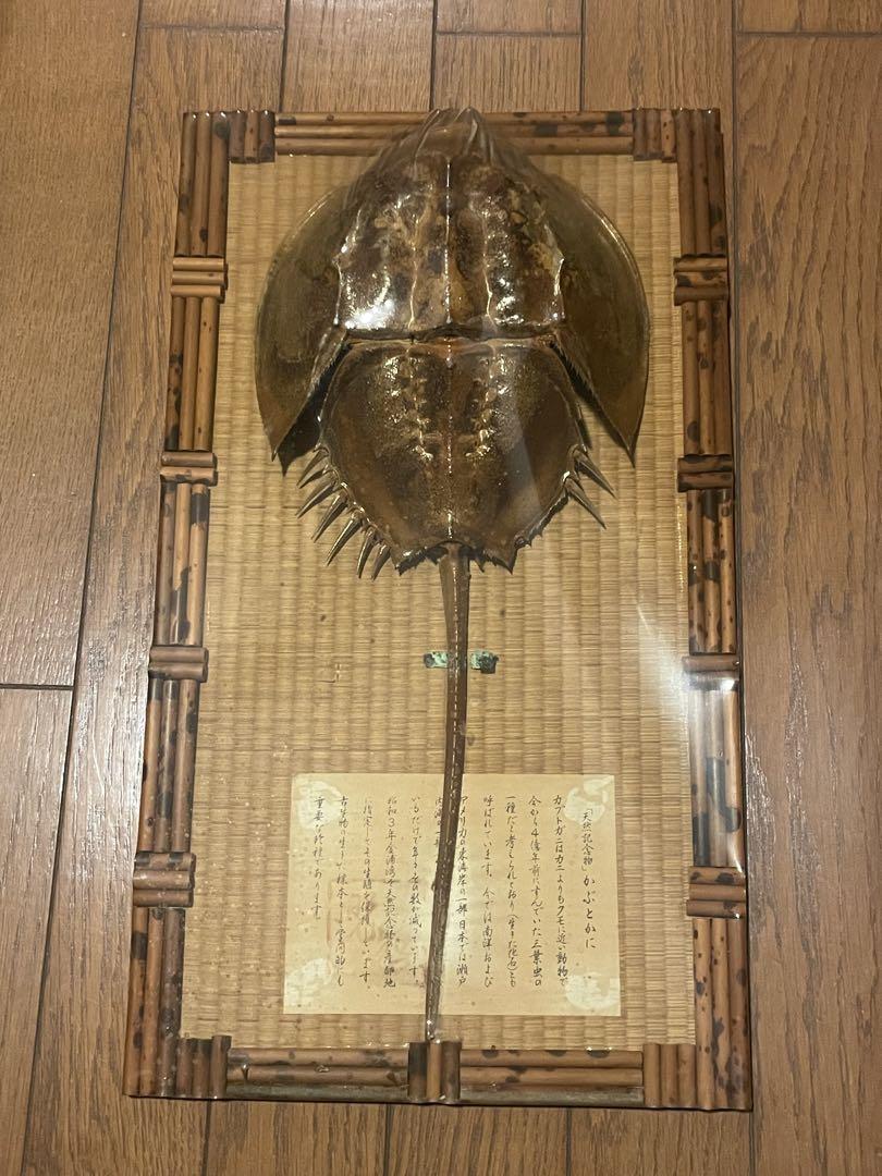 鱟 カブトガニの標本 フレーム入り 剥製（カブトガニの標本 写真