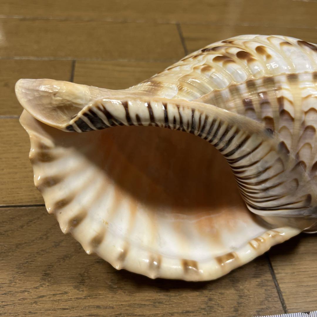 法螺貝 ホラ貝 25cm 沖縄産 （法螺貝（ホラガイ）│ つは琉球店）