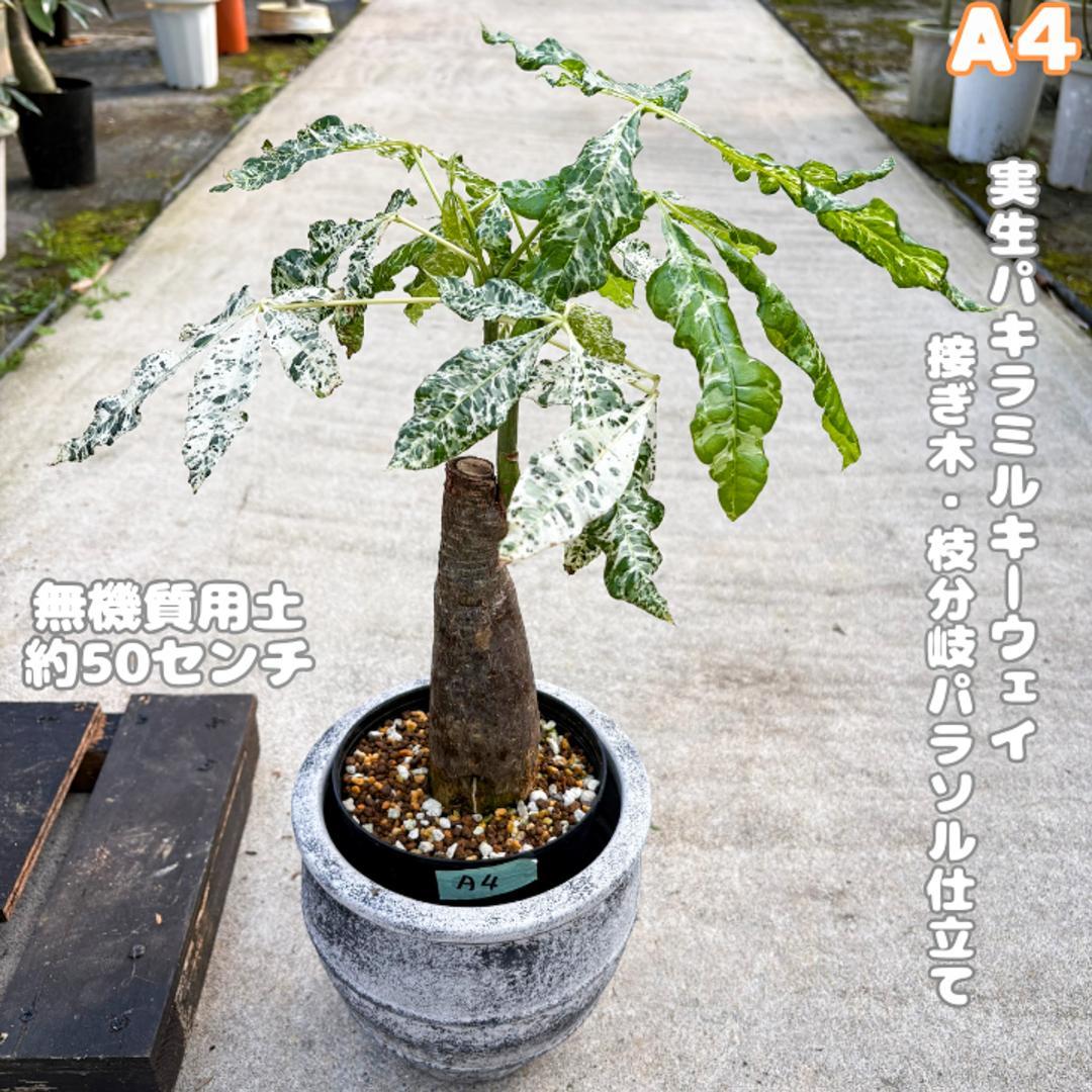 実生パキラミルキーウェイA8/複数接木/枝分岐パラソル仕立て/無機質用土 実生パキラミルキーウェイA4/接木/枝分岐パラソル仕立て/無機質