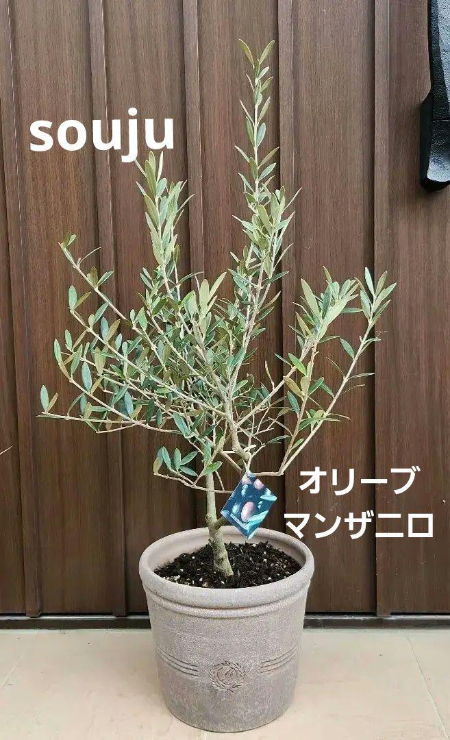souju 　創樹　オリーブ　マンザニロ　テラコッタ鉢植え　美樹形 souju 創樹 オリーブ マンザニロ テラコッタ鉢植え 苗（souju 創