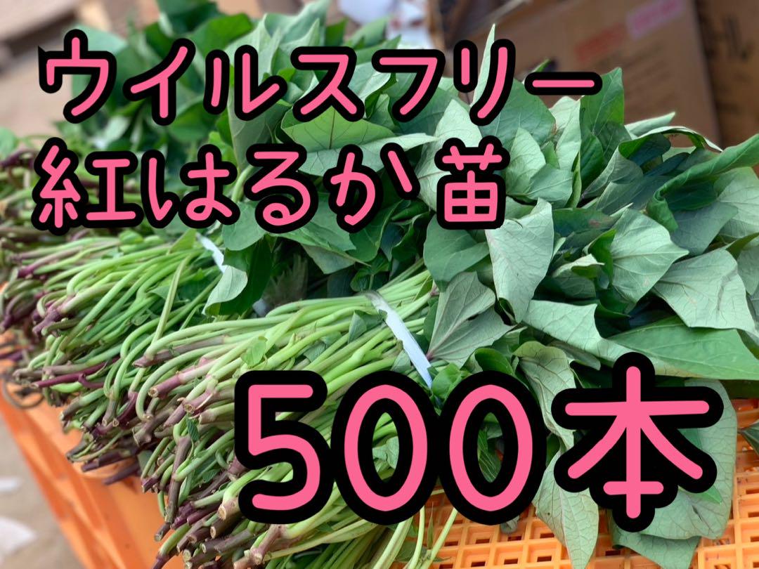 さつまいも苗ウイルスフリー紅あずま500本 imgrc0089491611.jpg
