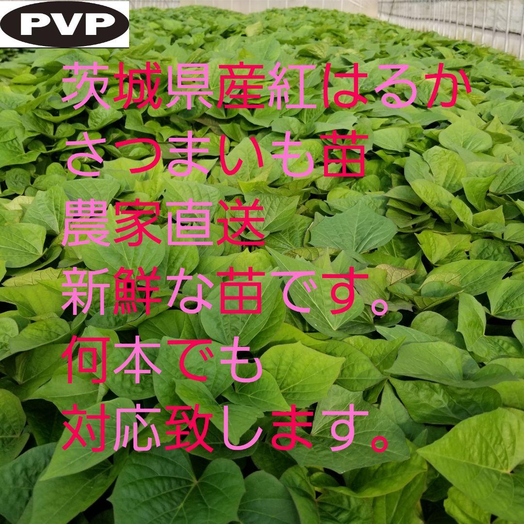 トミー様200本5月下旬発送分茨城県産紅はるかさつまいも苗