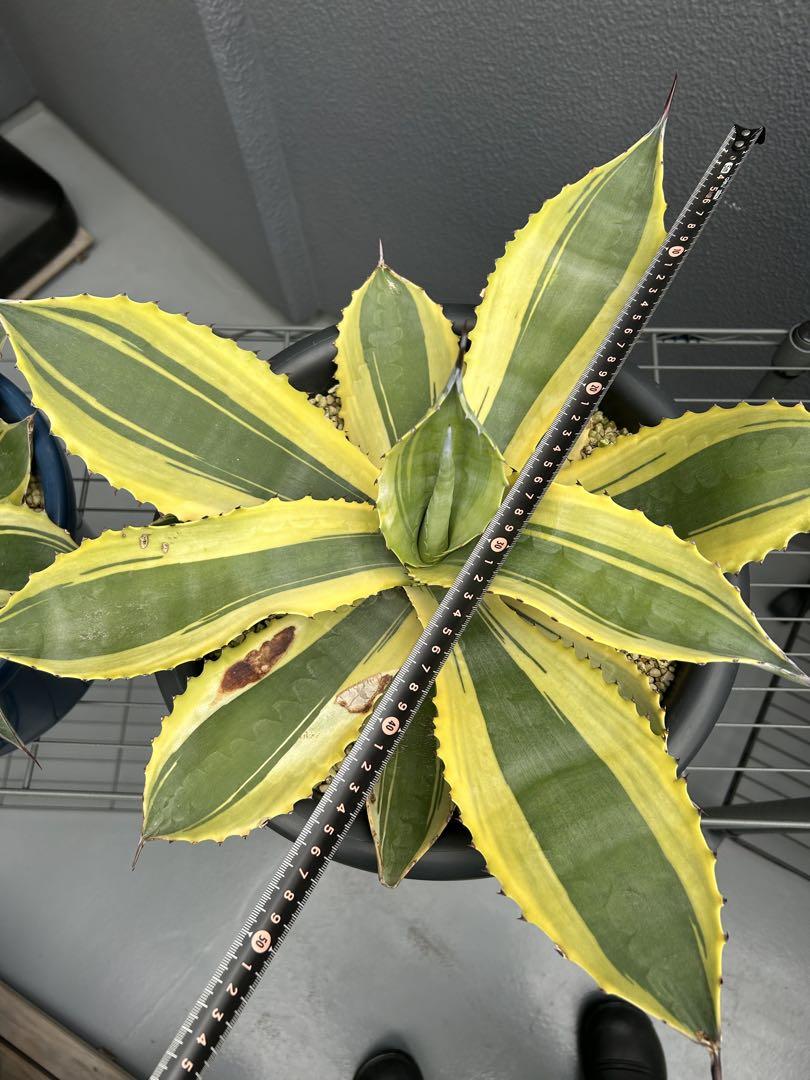 RippleEffect リップルエフェクト Agave アガベ　② リップルエフェクト】Agave 'Ripple Effect' （アガベ 'リップル