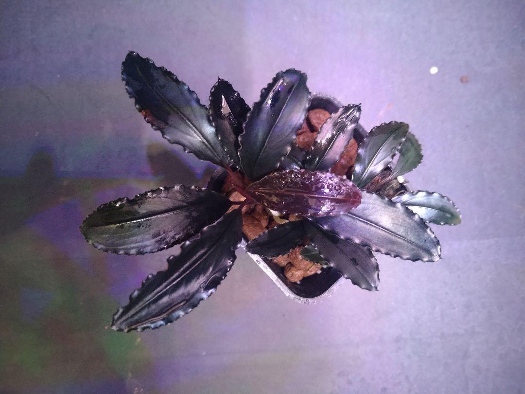 Bucephalandra Red waltz （レッドワルツ）（キボーデコ على X