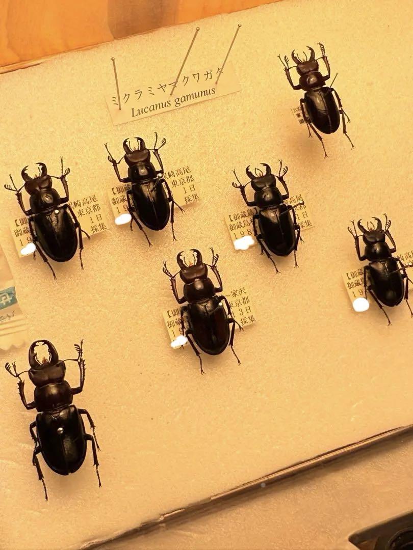 ミクラミヤマクワガタ黄紋型通常型セット 標本