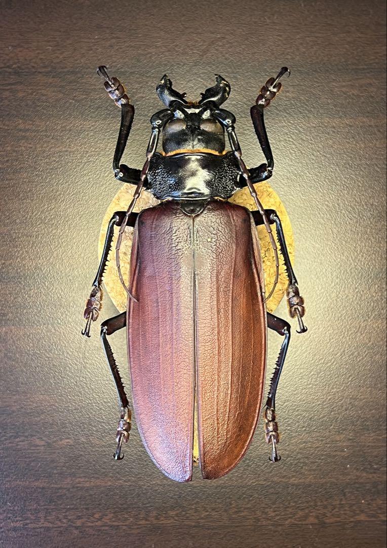 【標本】【美麗】オオキバウスバカミキリ 本物保証】 割引 106mm 2024年採集 昆虫標本］オオキバウスバ