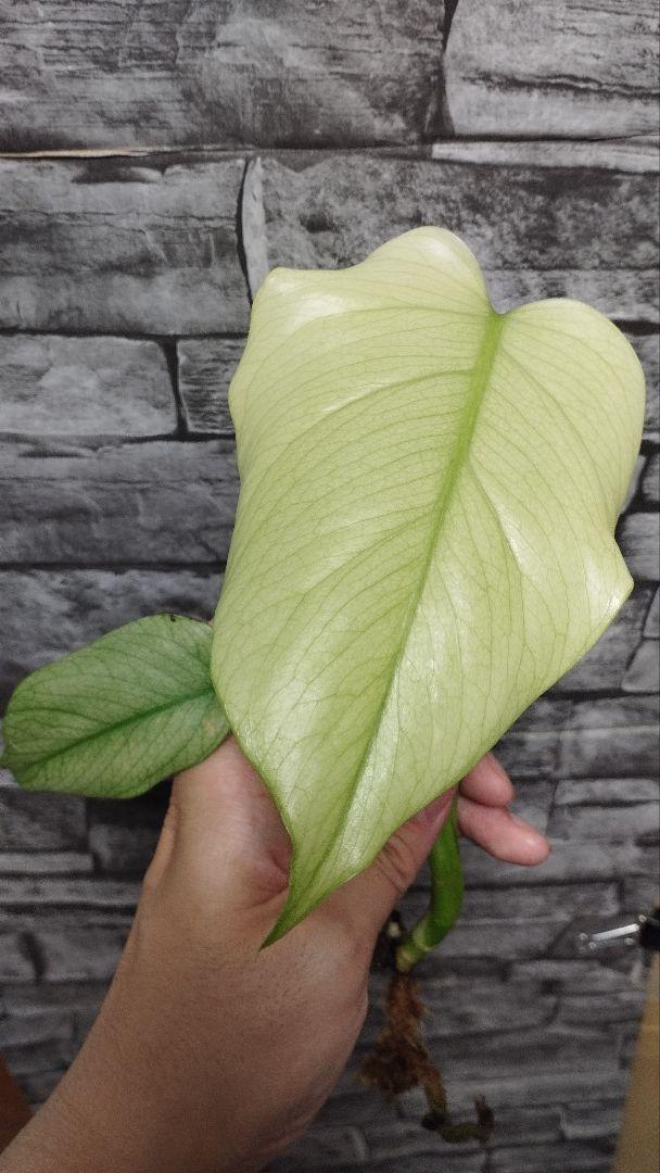 モンステラ　セブブルーミント　トップカット　フルミント モンステラボルシギアナセブブルーミント( Monstera Borsigiana