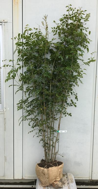 シマトネリコ 現品発送 シマトネリコ 10号 樹高2.0m-2.2m(鉢底から) 株立