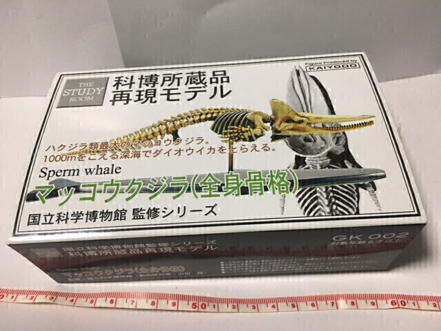 海洋堂　国立科学博物館　所蔵品再現モデル　マッコウクジラ　全身骨格 巨大クジラの内部が丸見え！ 国立科学博物館に世界初の標本展示