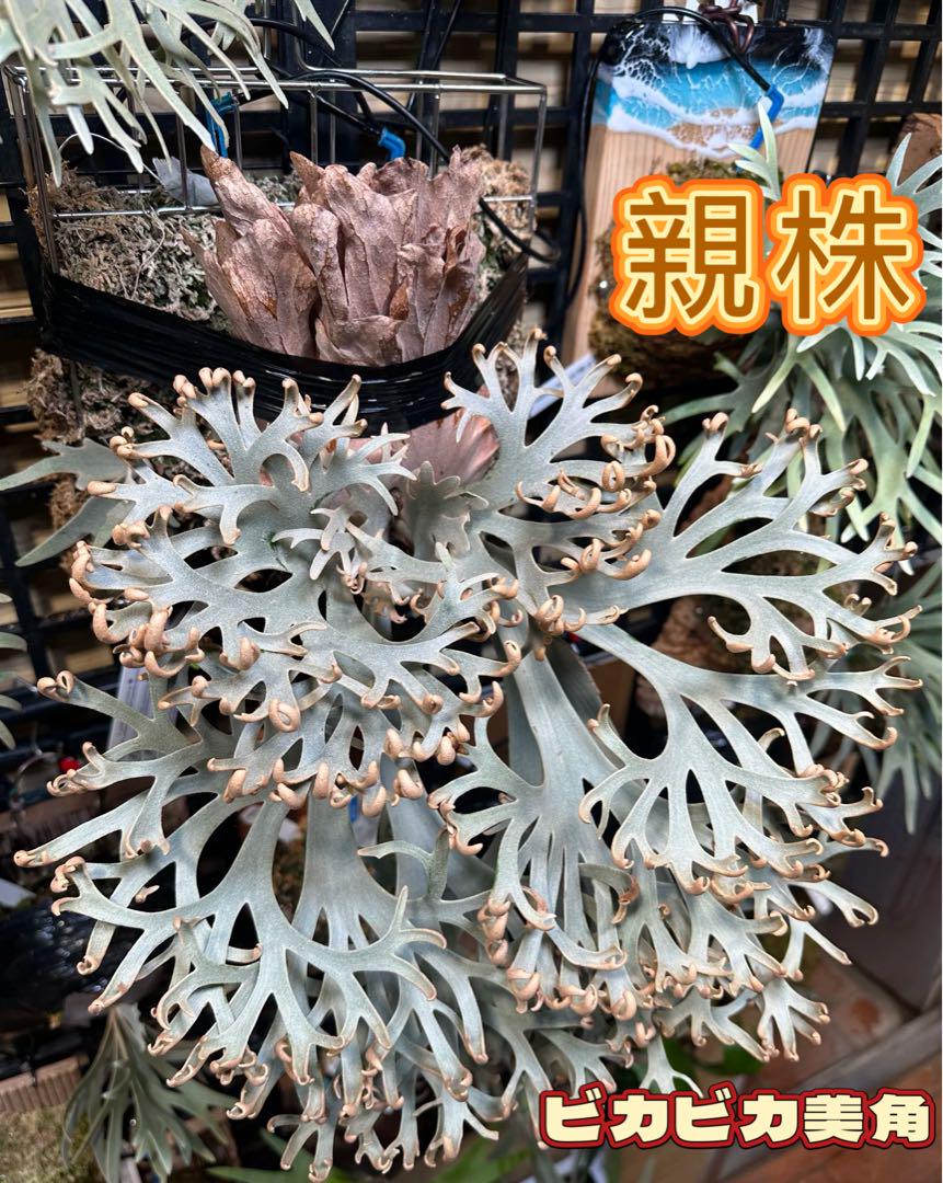 ビカクシダP.willinckii Nook dwarf sporeling#1 （特選